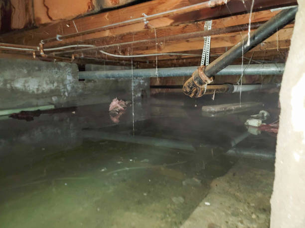 Best Local water damage restoration  in Homerville, GA